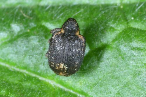 Stereonychus fraxini